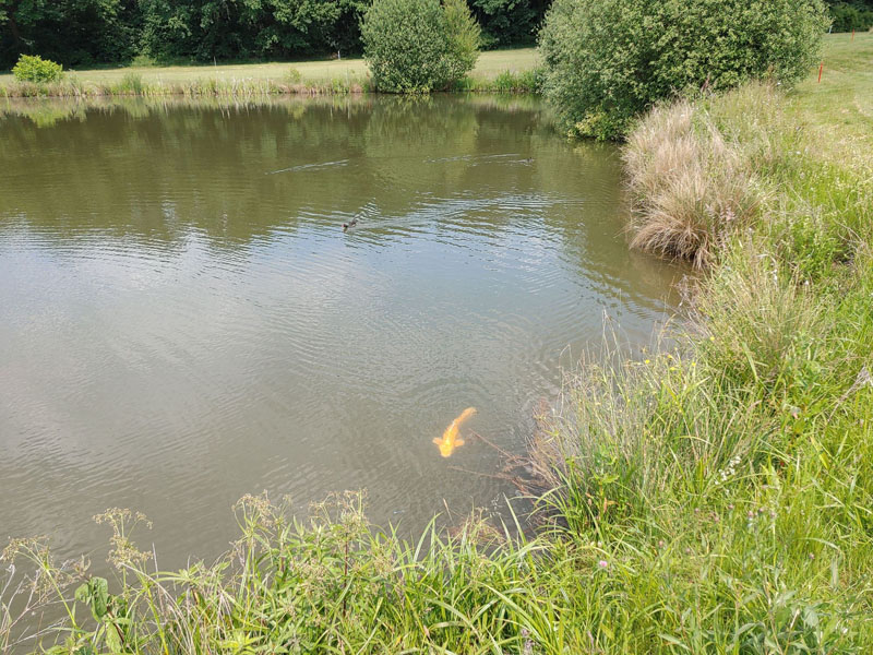 Neugieriger Teichbewohner