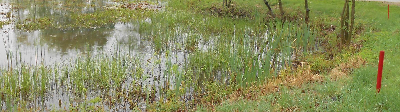 Biotope sind wertvolle Ruheoasen für die Natur, weiß Dr. Gunther Hardt