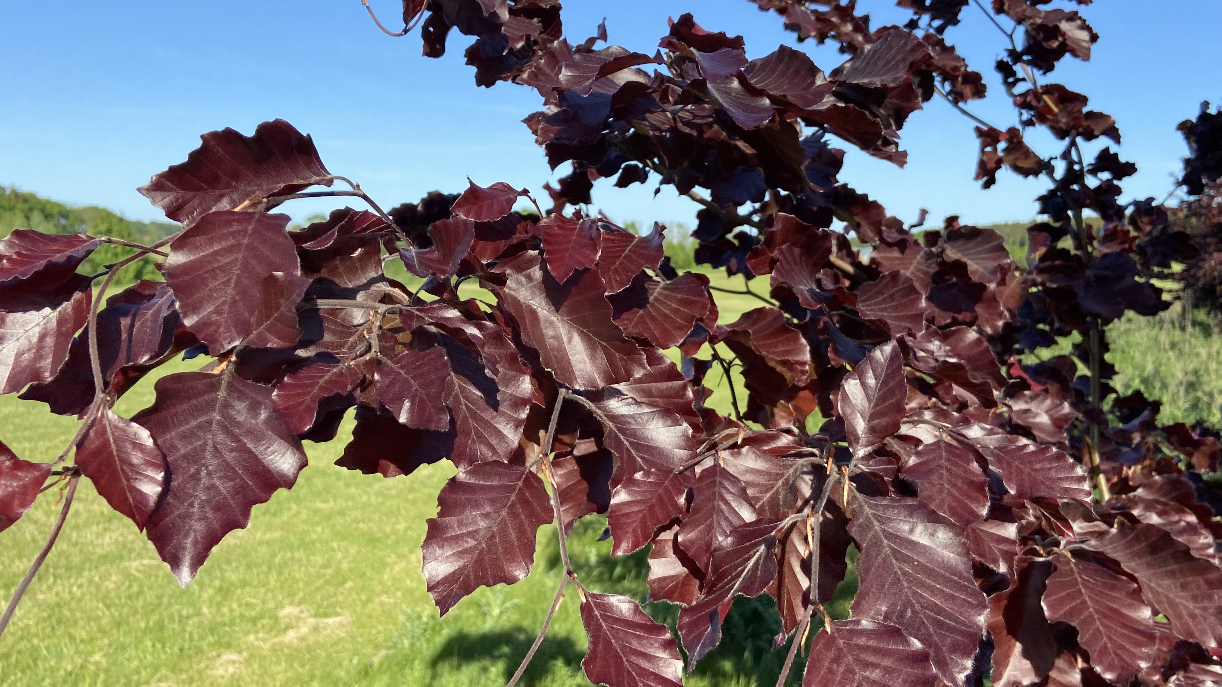 Dunkelrotes Rough aus Rotbuchen