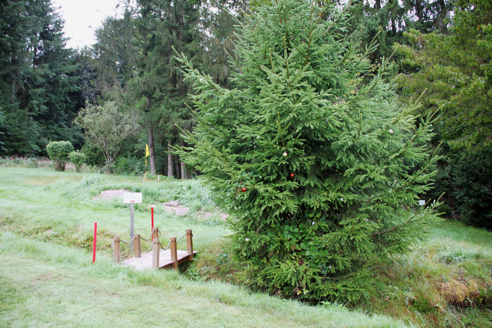 Rechts hinter dem Weihnachtsbaum ...