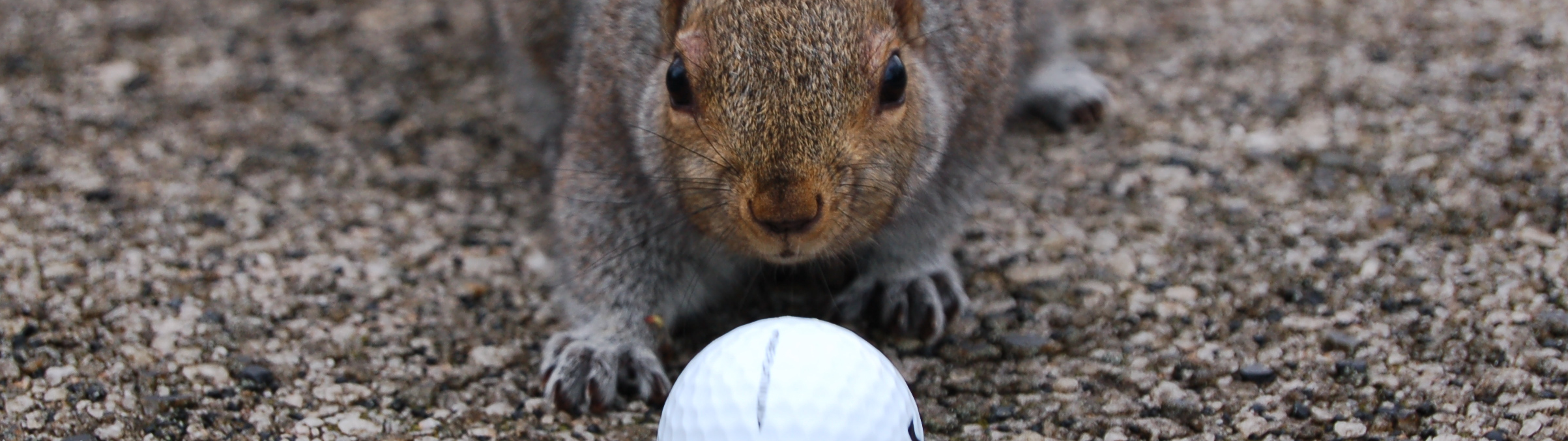 Golfplätze sind ein Paradies für Flora und Fauna!