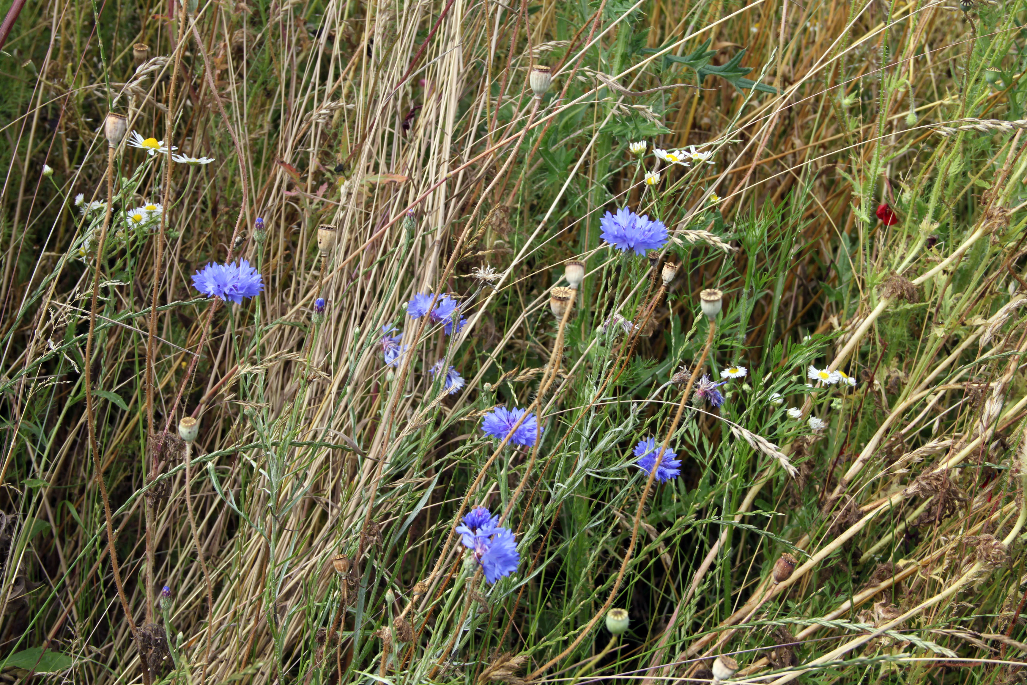 Noch mehr Blumen