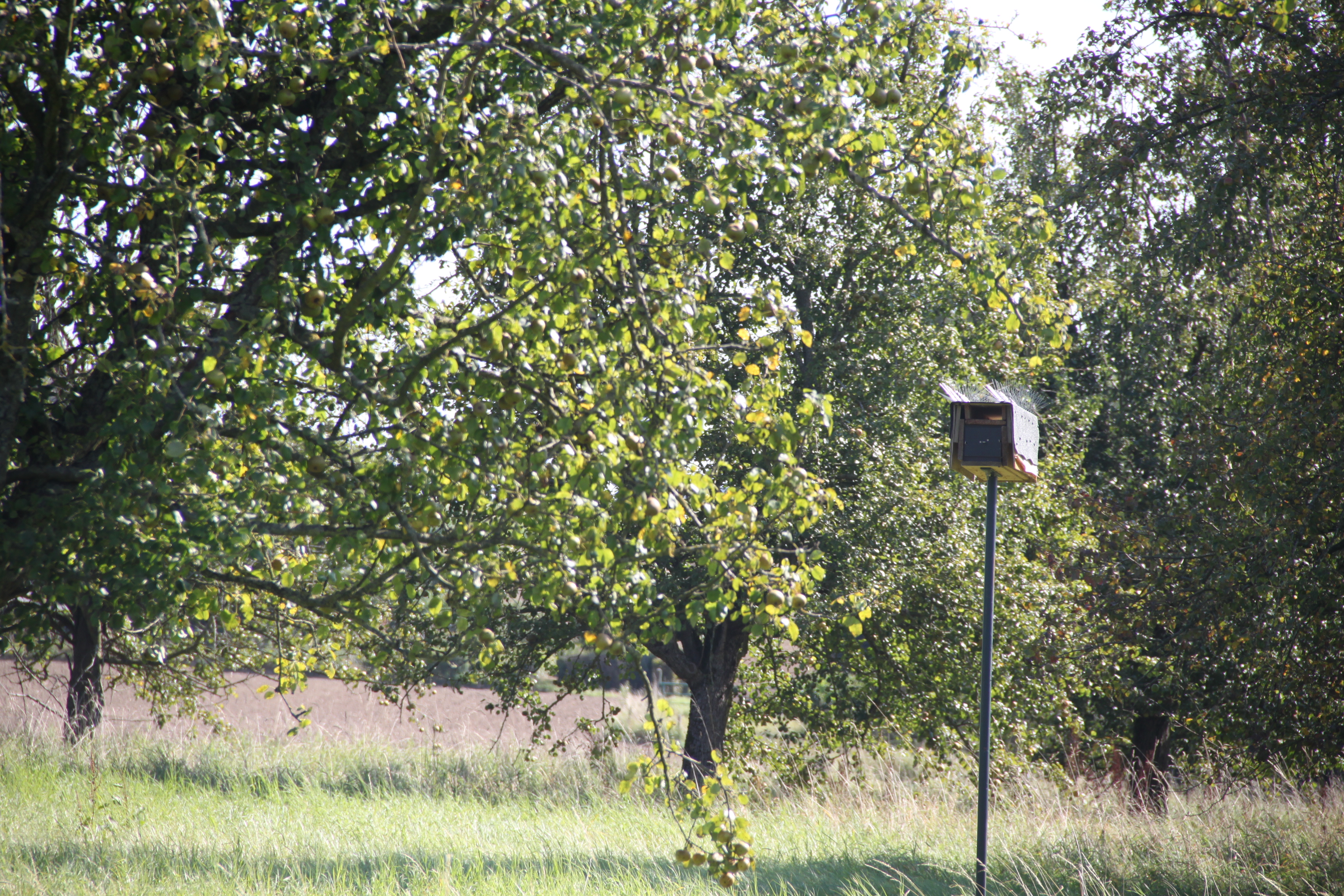 Da brütet der Wildkauz