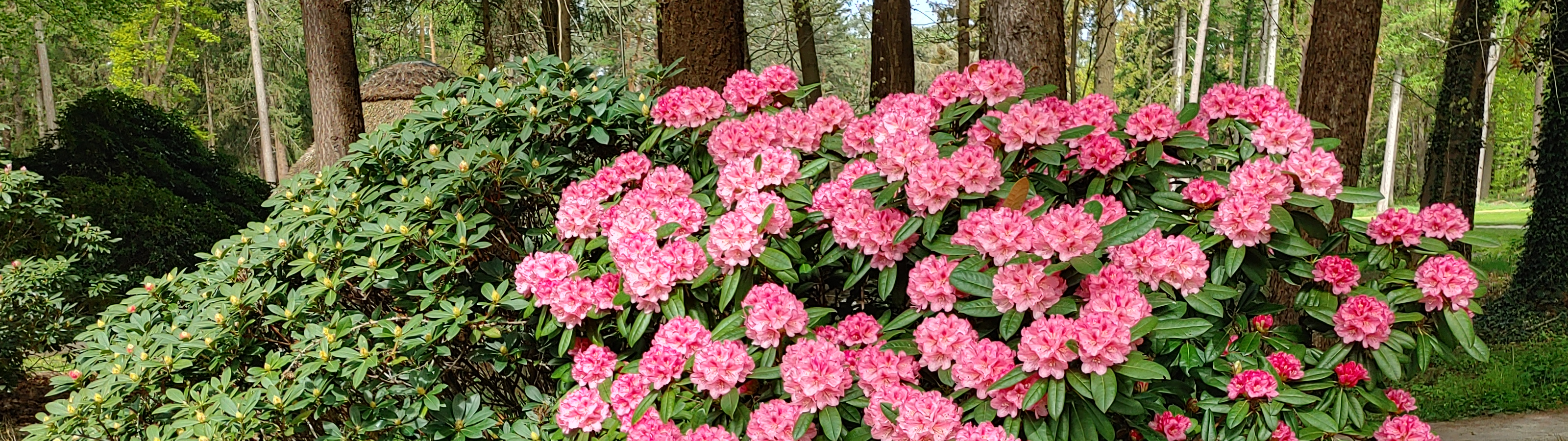 Viel Golf und Rhododendrenpracht auf den Anlagen rund um Oldenburg 