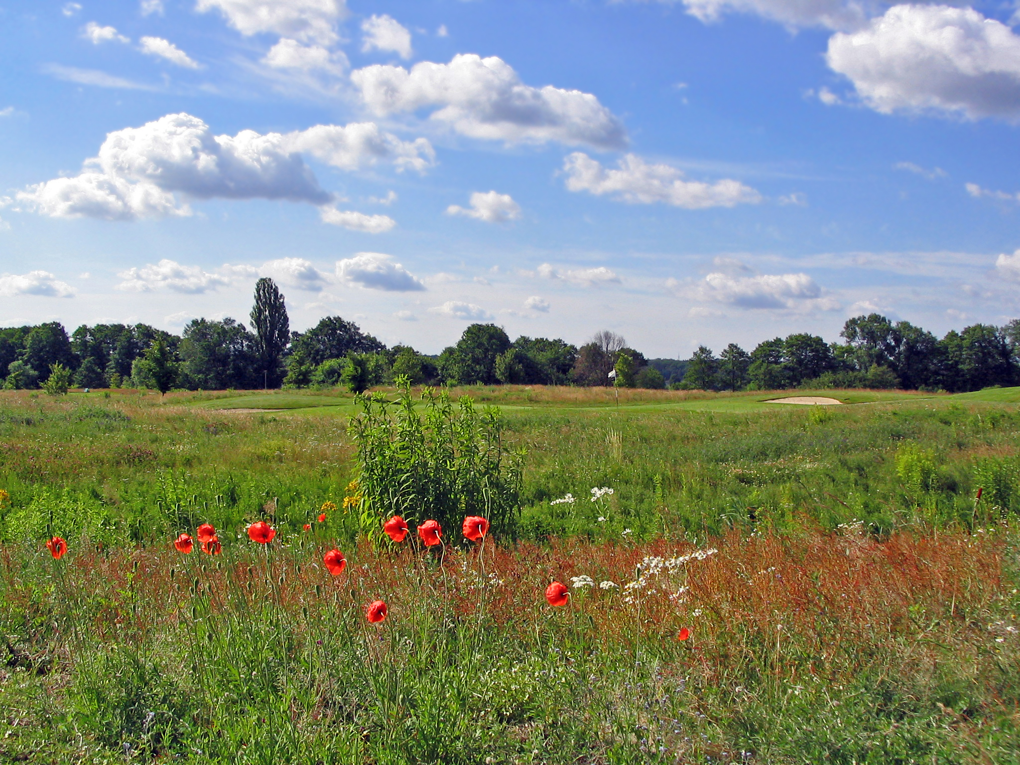 Rough an Bahn 1 (Golf- & Countryclub Seddiner See)