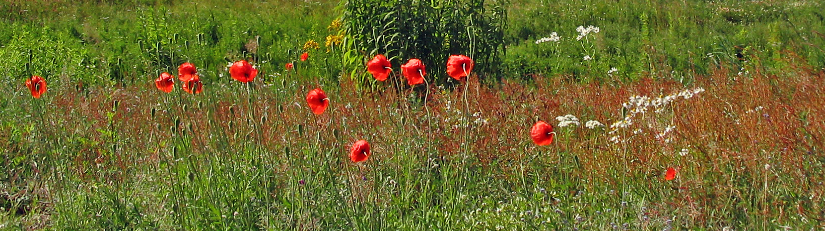 Golfplätze sind Oasen der Natur