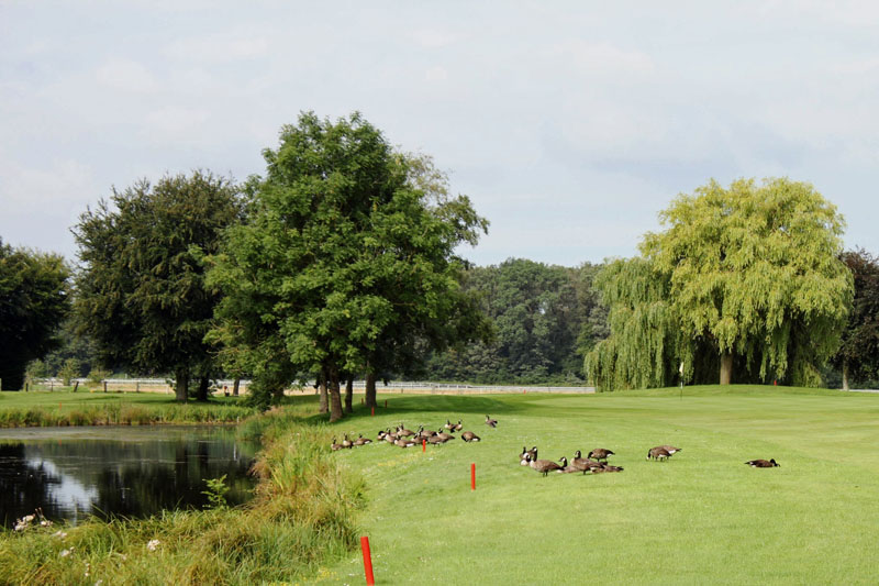 Auch für Nilgänse ein schöner Ort. (Bild: Monica Deniers)