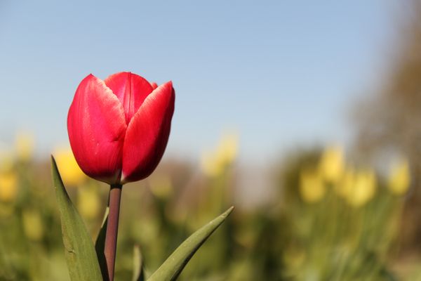 Und immer wieder Tulpen (Foto: shutterstock.com/angel17)